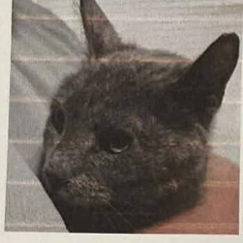 Domestic Short Hair Cats Available for Adoption in Bentonville, Arkansas - Patti | PetCurious