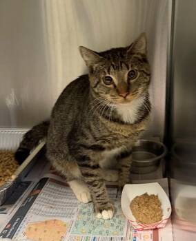 Fm-4 Warlock -  Domestic Short Hair Cat for Adoption in Lawrenceville, Georgia - Fm-4 Warlock | PetCurious
