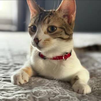 American Shorthair Cats Available for Adoption in Lincoln Park, New Jersey - Juju Bean | PetCurious