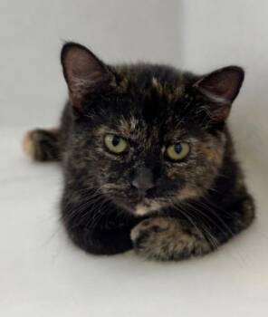 Domestic Short Hair Cats Available for Adoption - Wild Child | PetCurious