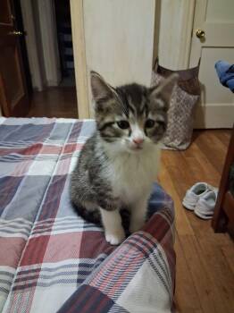 C324 Litter Jaxson -  Domestic Short Hair and Tabby Cat Available for Adoption in Livonia, Michigan - C324 Litter Jaxson | PetCurious