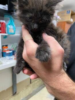 Agnis -  Domestic Long Hair Cat for Adoption in Troy, Ohio - Agnis | PetCurious