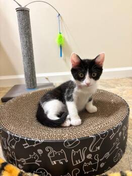 Panda -  Domestic Short Hair Cat for Adoption - Panda | PetCurious