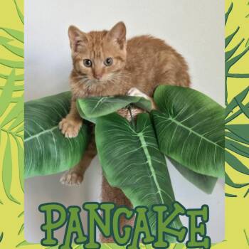 Pancake -  Domestic Short Hair Cat for Adoption in Toledo, Ohio - Pancake | PetCurious