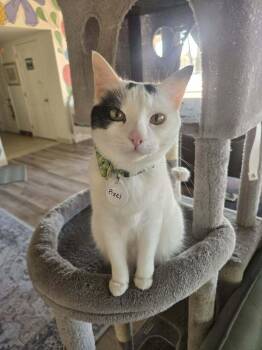 Pixel -  Domestic Short Hair Cat for Adoption in Tucson, Arizona - Pixel | PetCurious