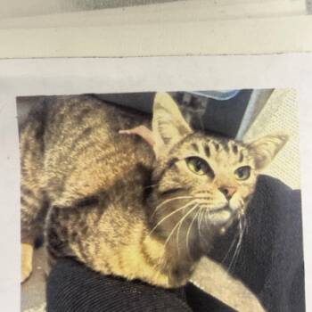 Domestic Short Hair Cats Available for Adoption in Pasadena, California - Langley | PetCurious