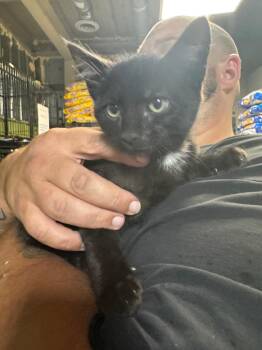 Punch -  Domestic Short Hair Cat for Adoption in Shelbyville, Tennessee - Punch | PetCurious