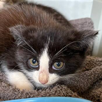 Jessica -  Domestic Short Hair Cat for Adoption in Mt. Juliet, Tennessee - Jessica | PetCurious