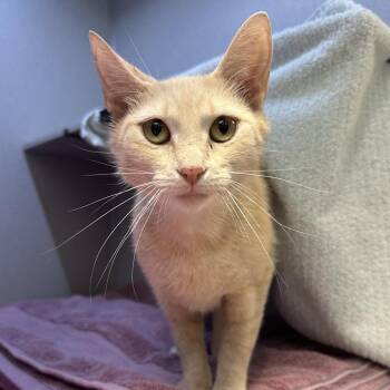 Domestic Short Hair Cats Available for Adoption in Pittsburgh, Pennsylvania - Lily | PetCurious