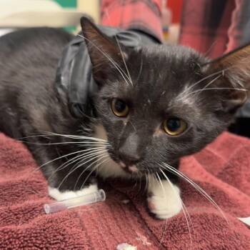 Albus -  Domestic Short Hair Cat for Adoption in Lakewood, Colorado - Albus | PetCurious