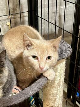 Toffee -  Domestic Short Hair Cat Available for Adoption in Bolton, Connecticut - Toffee | PetCurious
