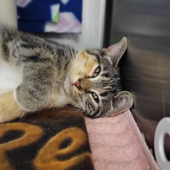 Stilleto -  Domestic Short Hair Cat for Adoption in Fort Wayne, Indiana - Stilleto | PetCurious