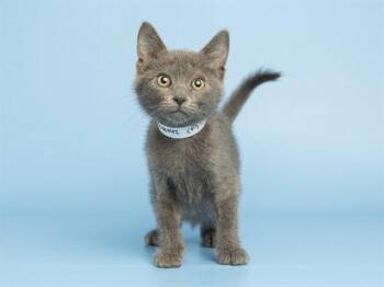 HOPIE -  Domestic Short Hair Cat for Adoption in Phoenix, Arizona - HOPIE | PetCurious