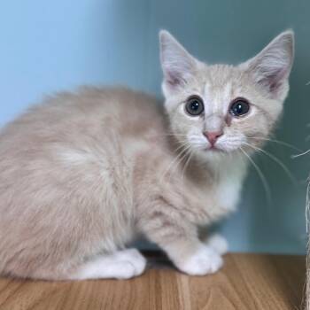Apricot -  Domestic Short Hair Cat for Adoption in Brownsboro, Alabama - Apricot | PetCurious