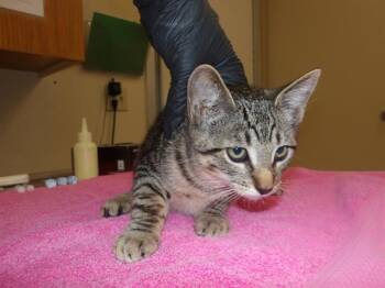 KNOTTEE -  Domestic Short Hair Cat for Adoption in Santa Rosa, California - KNOTTEE | PetCurious