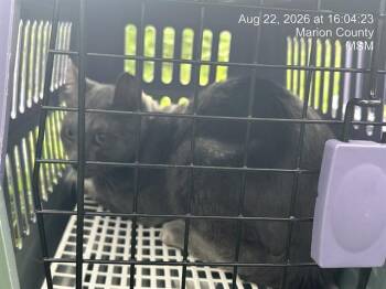 RAMSAY -  Domestic Short Hair Cat for Adoption in Ocala, Florida - RAMSAY | PetCurious
