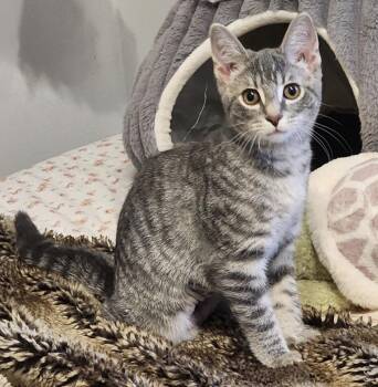 Evie -  Domestic Short Hair Cat for Adoption in Maineville, Ohio - Evie | PetCurious