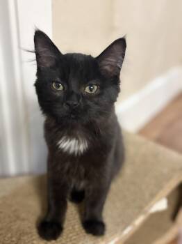 Blair -  Domestic Medium Hair Cat for Adoption - Blair | PetCurious