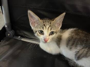 A137669 -  Domestic Short Hair Cat for Adoption in Palmetto, Florida - A137669 | PetCurious