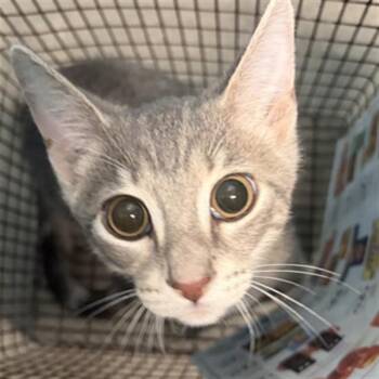 DAVEY -  Domestic Short Hair Cat for Adoption in Houston, Texas - DAVEY | PetCurious