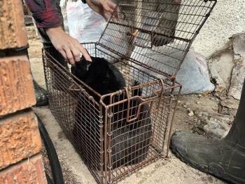 Domestic Short Hair Cats Available for Adoption - BINK | PetCurious