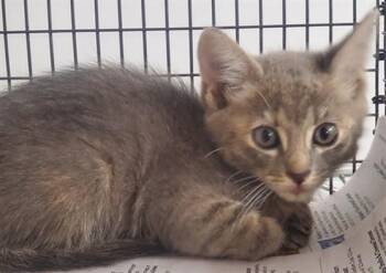 AGATHA -  Domestic Short Hair Cat for Adoption in Fort Lauderdale, Florida - AGATHA | PetCurious