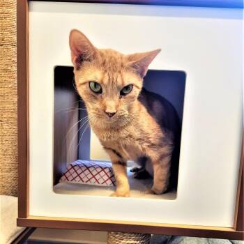 Domestic Short Hair Cats Available for Adoption in Briarcliff Manor, New York - Sasha | PetCurious