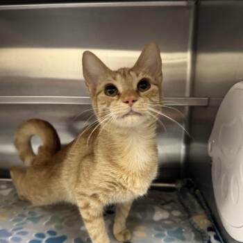 Domestic Short Hair Cats Available for Adoption in Middleburg, Florida - Cheeseball 28557 | PetCurious