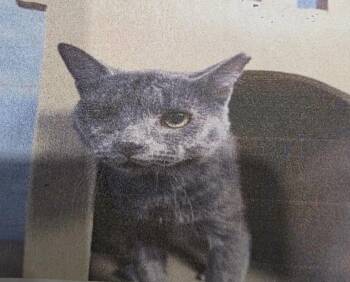 Russian Blue Cats Available for Adoption in Zimmerman, Minnesota - Fungi | PetCurious