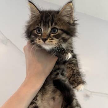 Sprite -  Domestic Medium Hair Cat for Adoption in Salisbury, Massachusetts - Sprite | PetCurious