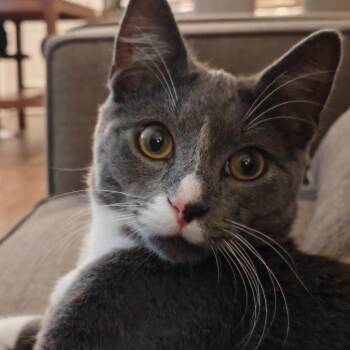 Rescue Domestic Short Hair Cats for Adoption in Evanston, Illinois - McCall | PetCurious