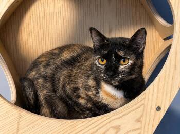 Faith -  Domestic Short Hair Cat Available for Adoption in Sioux Falls, South Dakota - Faith | PetCurious