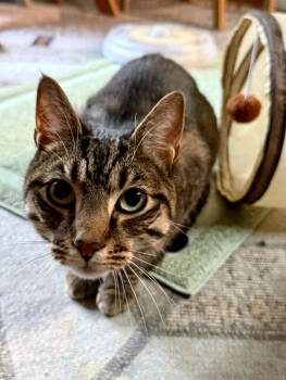 Skizzle Ishi -  Domestic Short Hair Cat for Adoption in Trenton, New Jersey - Skizzle Ishi | PetCurious