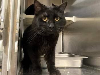 Domestic Medium Hair Cats Available for Adoption in Tustin, California - STEEL | PetCurious