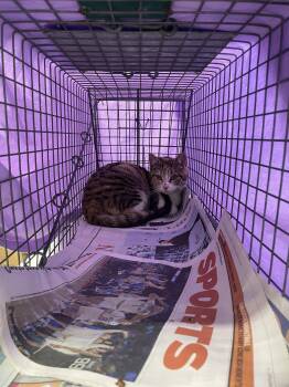 Domestic Short Hair Cats Available for Adoption - Corla | PetCurious