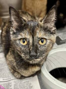 Bandit -  Domestic Short Hair Cat for Adoption in Wichita, Kansas - Bandit | PetCurious