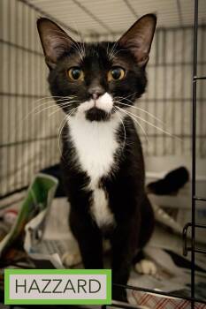 Hazzard (FCID# 06/04/2026 - 53 Trainer) -  Tuxedo Cat for Adoption in Greenville, Delaware - Hazzard (FCID# 06/04/2026 - 53 Trainer) | PetCurious