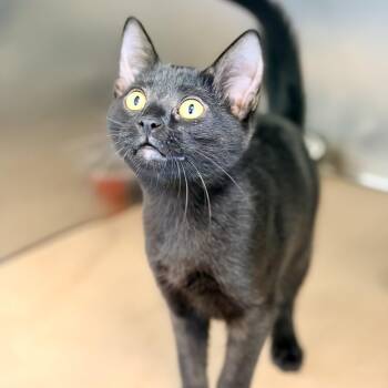 Jana -  Domestic Short Hair Cat for Adoption in Jackson Township, New Jersey - Jana | PetCurious