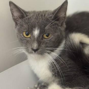 Super Man -  Domestic Short Hair Cat for Adoption in Phoenixville, Pennsylvania - Super Man | PetCurious