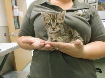 TROUT -  Domestic Short Hair Cat for Adoption in Oroville, California - TROUT | PetCurious