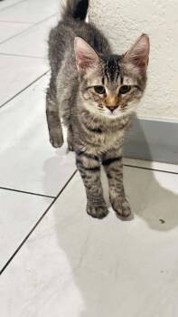 Pearl -  Tabby Cat for Adoption in Scottsdale, Arizona - Pearl | PetCurious