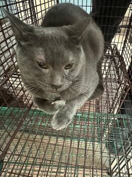 Rescue Domestic Short Hair Cats for Adoption in San Jose, California - A1395868 | PetCurious