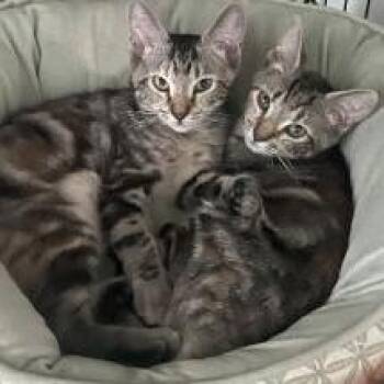 Anna -  Domestic Short Hair Cat for Adoption in Sarasota, Florida - Anna | PetCurious