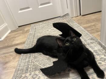 Maple -  Domestic Short Hair Cat for Adoption in Seneca, South Carolina - Maple | PetCurious