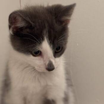 Domestic Short Hair Cats Available for Adoption in Huntington Beach, California - Oreo | PetCurious