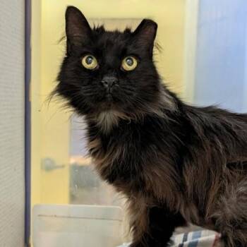 Midnight -  Domestic Long Hair Cat for Adoption in Richmond, Virginia - Midnight | PetCurious