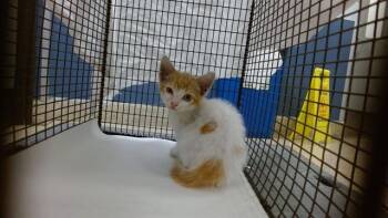 CHRISTOPHER -  Domestic Short Hair Cat for Adoption in Doral, Florida - CHRISTOPHER | PetCurious