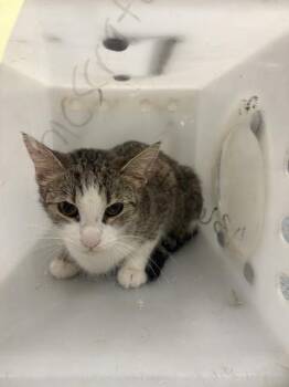 Domestic Short Hair Cats Available for Adoption in Indianapolis, Indiana - REGINA GEORGE | PetCurious