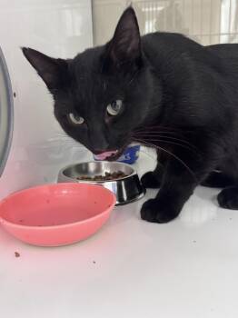 Radar -  Domestic Short Hair Cat for Adoption in Saint Paul, Minnesota - Radar | PetCurious