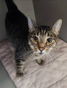 Rescue Domestic Short Hair Cats for Adoption in Kalamazoo, Michigan - DENNIS | PetCurious